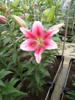 [1781 CHili No02.JPG]